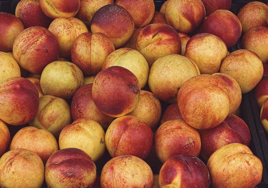 Nawadnianie nektarynki wyhodowanej z pestki