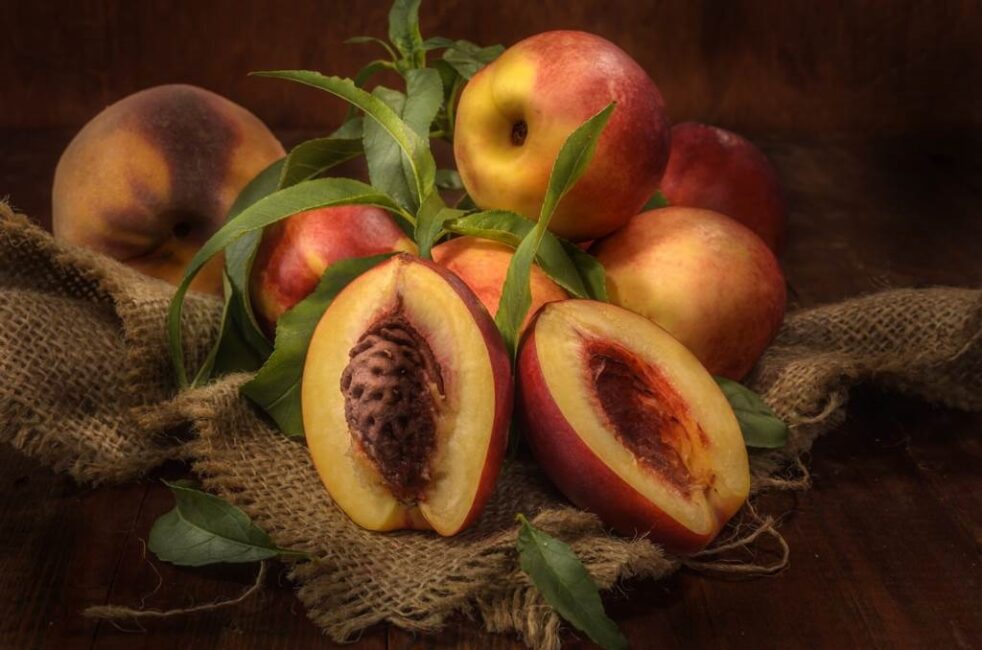 Nektarynka z pestki w doniczce